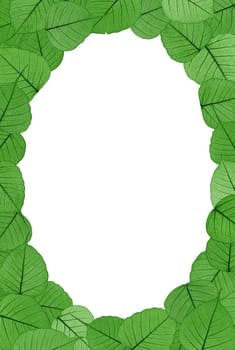 Skeletal leaves on white background - frame . Clipping path included.