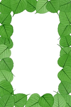 Skeletal leaves on white background - frame . Clipping path included.