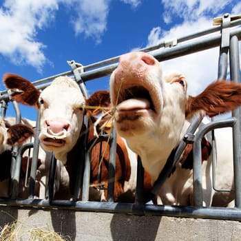 heads of cow in farmland in summer