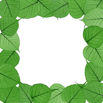 Skeletal leaves on white background - frame . Clipping path included.