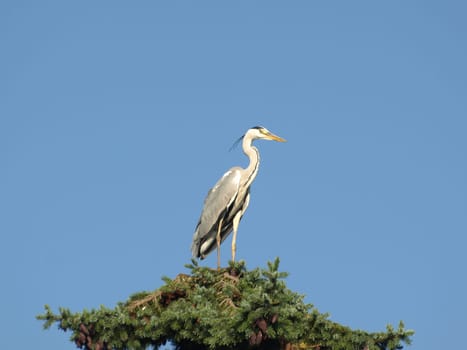 Grey heron