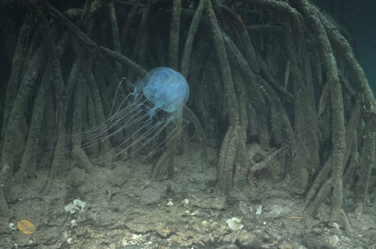 In the mangroves