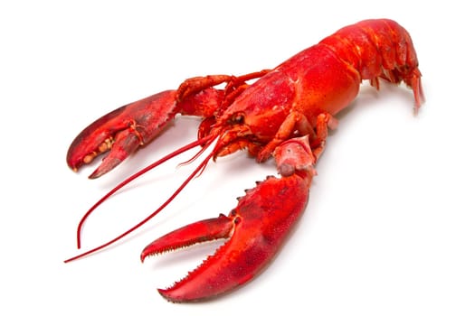 Red lobster isolated on white background