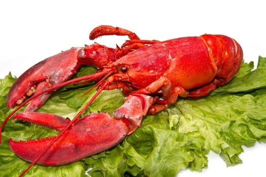 Red lobster on fresh salad isolated on white background
