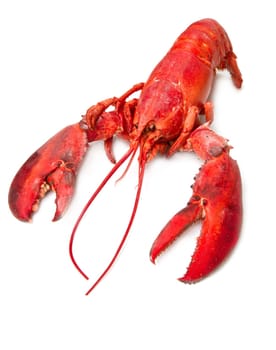 Red lobster isolated on white background