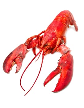 Red lobster isolated on white background