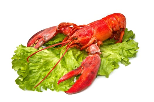 Red lobster on fresh salad isolated on white background