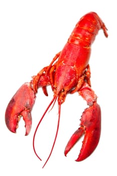Red lobster isolated on white background