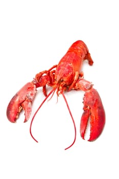 Red lobster isolated on white background