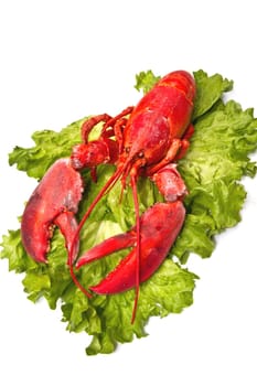 Red lobster on fresh salad isolated on white background