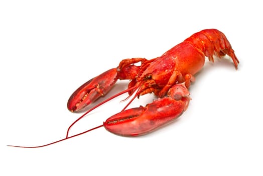 Red lobster isolated on white background