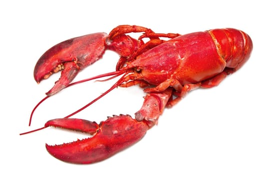 Red lobster isolated on white background