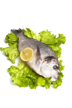 gilthead bream on fresh salad isolated on white background
