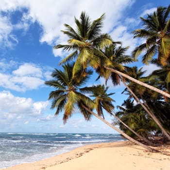 beautiful caribbean beach with palm trees in summer