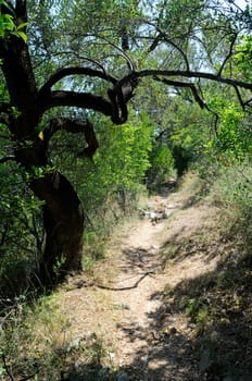 Hiking trail on the island of Corfu