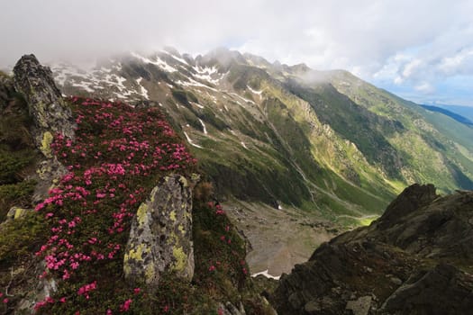 mountain peonies (rhododendron) in Fagaras Mountains, Romania