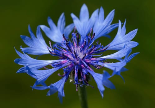 Cornflower