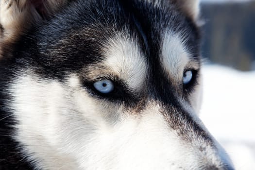 head of husky dog with blue eyes