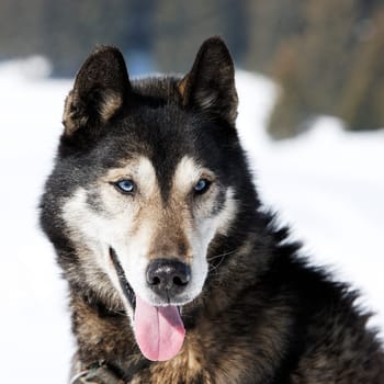 head of husky dog with blue eyes