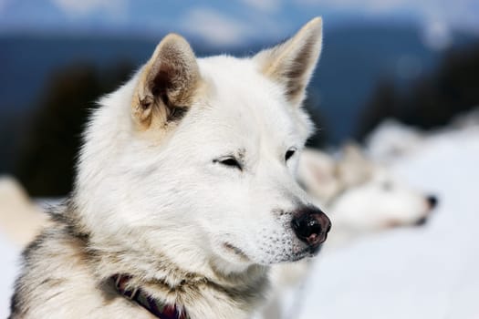 head of husky dog with blue eyes