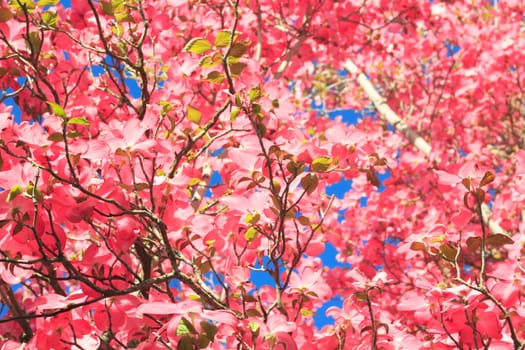 Beautiful spring foliage in a Cornus florida dogwood tree with bright blue sky background.