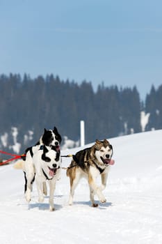 dog race on alpine mountain in winter