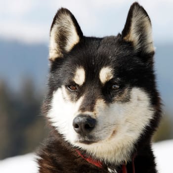 head of husky dog on alpine mountain