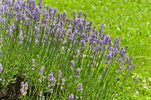 Lavender,violet plant for obtaining fragrance in a meadow