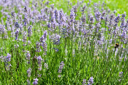 Lavender,violet plant for obtaining fragrance in a meadow