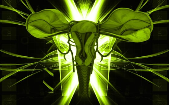 Digital illustration of Uterus in colour background