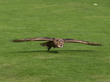 Eagle owl