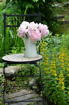pink peonies in the garden