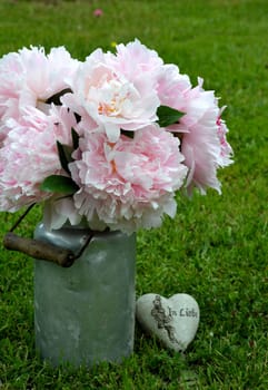 pink peonies in the garden