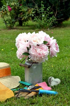 pink peonies in the garden