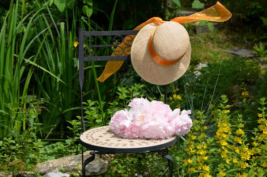 pink peonies in the garden