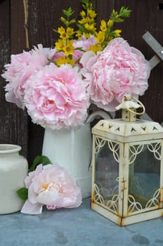 pink peonies in the garden