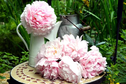 pink peonies in the garden