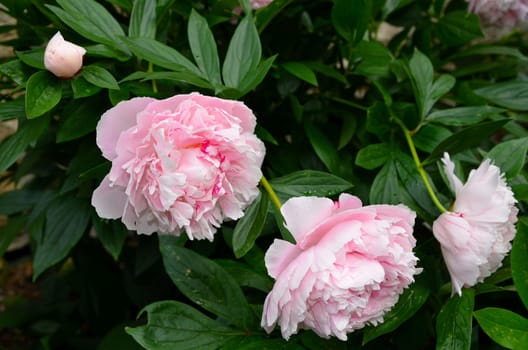 pink peonies in the garden
