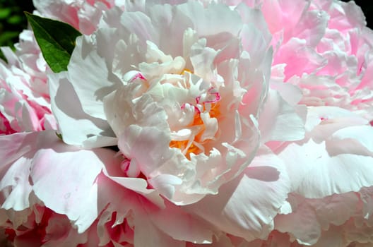 pink peonies in the garden