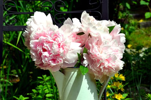 pink peonies in the garden