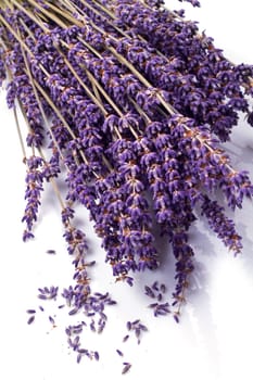 lavender flowers isolated on white background