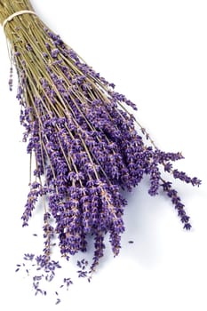 lavender flowers isolated on white background