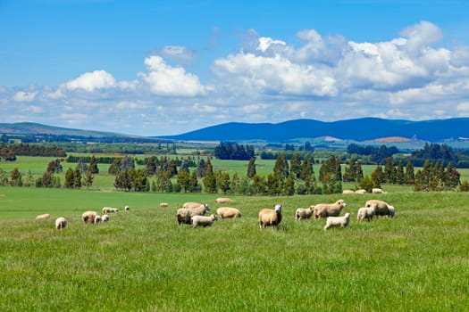 Image of sheep grazing in the fields of New Zealand