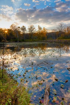 View of autumn leaves floating on the surface of a pond
