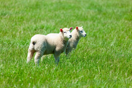 Image of sheep grazing in the fields of New Zealand