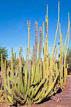 Image of an Organ Pipe cactus in Arizona