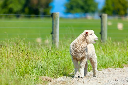 Young lamb on the road after escaping the fences