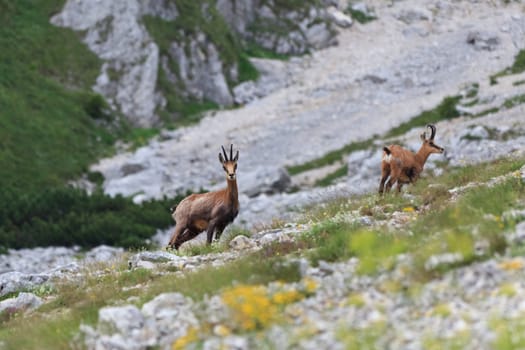 chamois (Rupicapra Carpatica) who go on a mountain