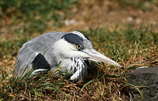 Grey HeronPortrait