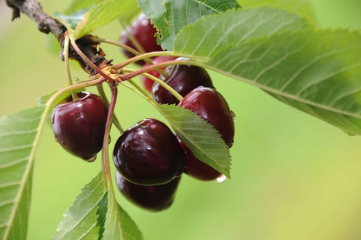 fresh cherries